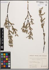 Foto von Salix cinerea L.